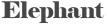 Elephant