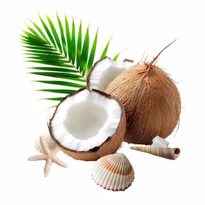Coconut - Table Covers Now