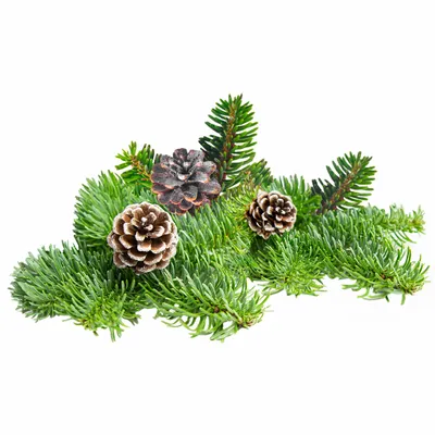 Pine - Table Covers Now