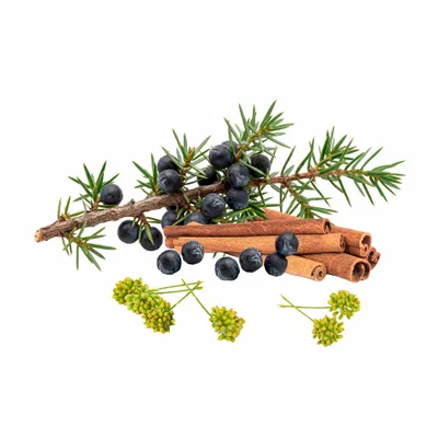 Juniper Berry - Table Covers Now