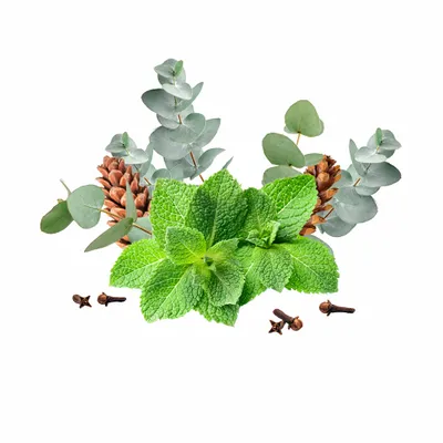 Eucalyptus & Mint - Table Covers Now